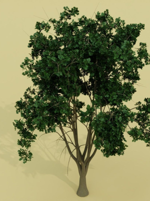 Tropical Tree