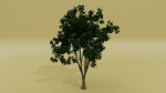 Tropical Tree