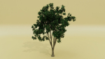 Tropical Tree