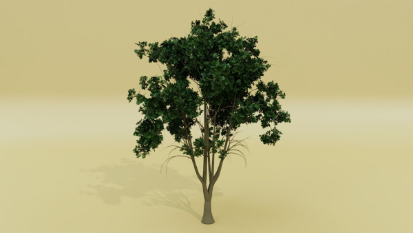 Tropical Tree