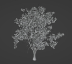 Tropical Tree