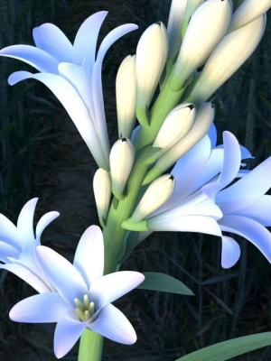 tuberose-blooming-flower-animation-3d-model-animated-max-abc