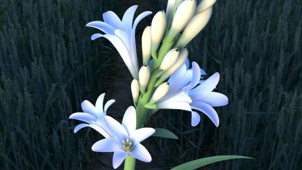 Tuberose Blooming flower animation