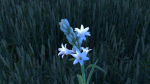 Tuberose Blooming flower animation