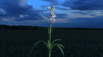 Tuberose Blooming flower animation