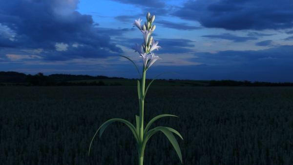 Tuberose Blooming flower animation