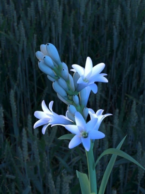 Tuberose Blooming flower animation