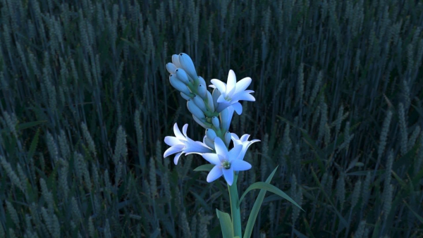 Tuberose Blooming flower animation