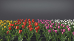 Tulip VFX Grace