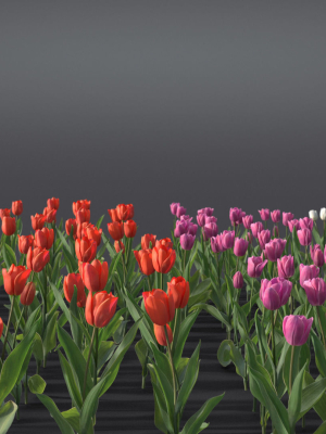tulip-vfx-grace-3d-model-obj-fbx-blend