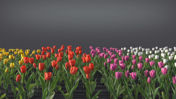 Tulip VFX Grace