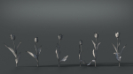 Tulip VFX Grace