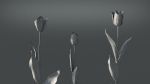 Tulip VFX Grace