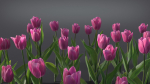 Tulip VFX Grace