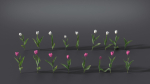 Tulip VFX Grace