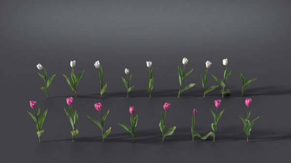 Tulip VFX Grace