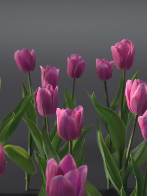 Tulip VFX Grace