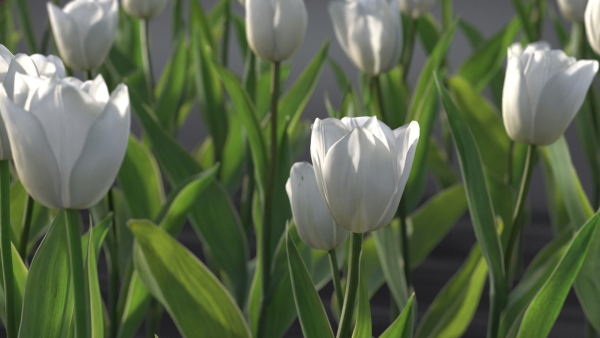 Tulip VFX Grace