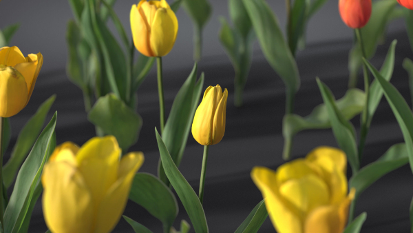 Tulip VFX Grace