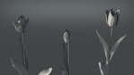 Tulip VFX Grace
