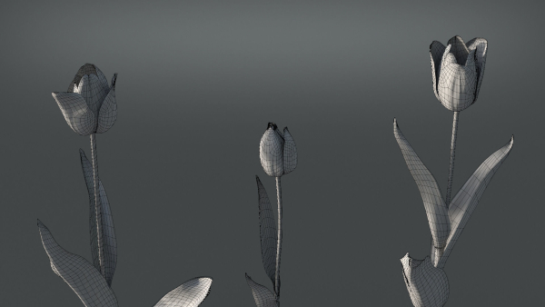 Tulip VFX Grace