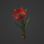 Tulipa Agenensis
