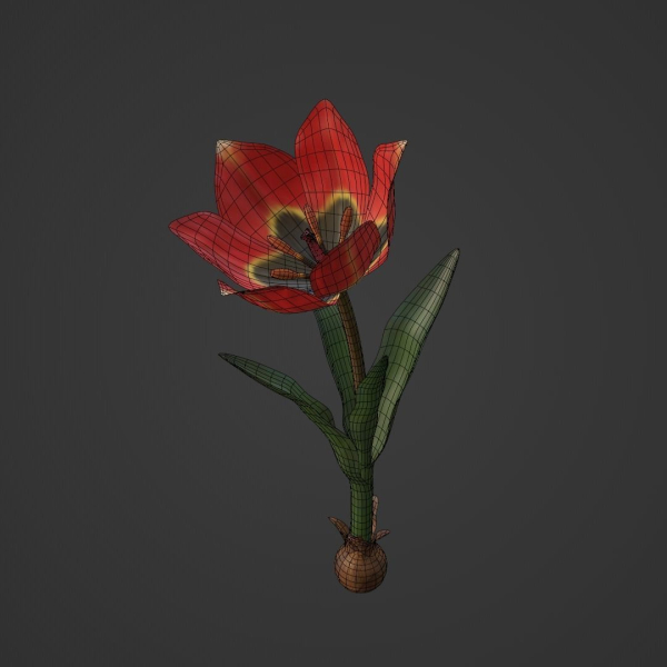Tulipa Agenensis