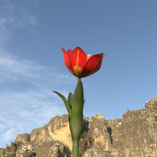 Tulipa Agenensis