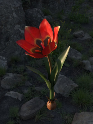 Tulipa Agenensis