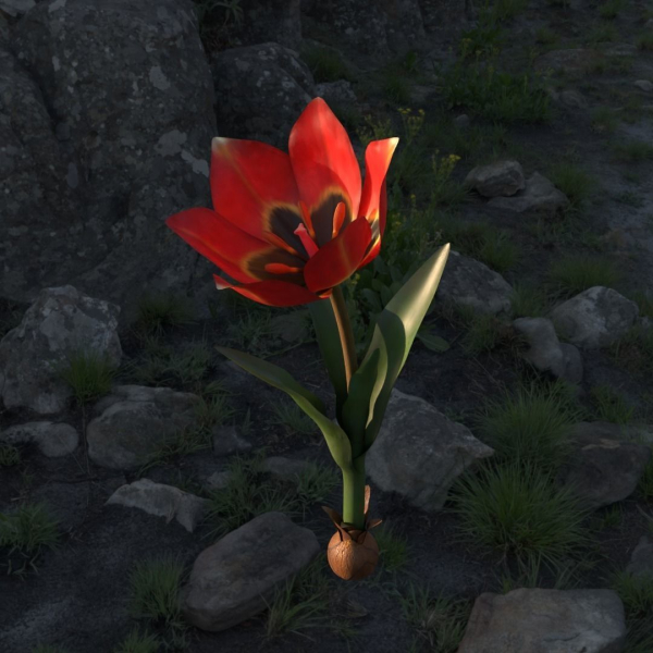 Tulipa Agenensis