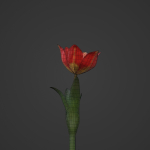 Tulipa Agenensis