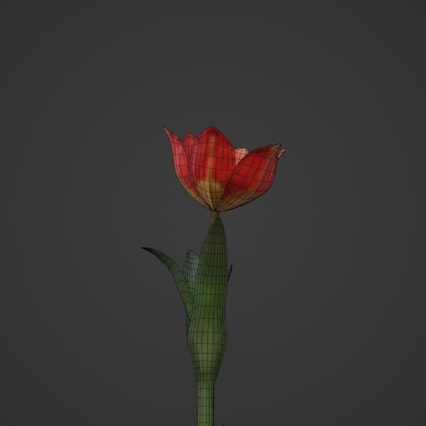 Tulipa Agenensis