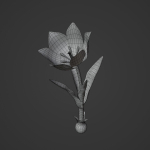 Tulipa Agenensis