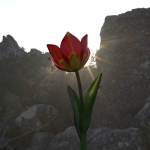 Tulipa Agenensis