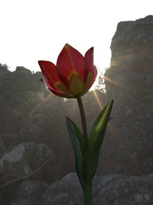 tulipa-agenensis-3d-model-af35acd097