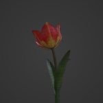 Tulipa Agenensis