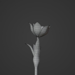Tulipa Agenensis