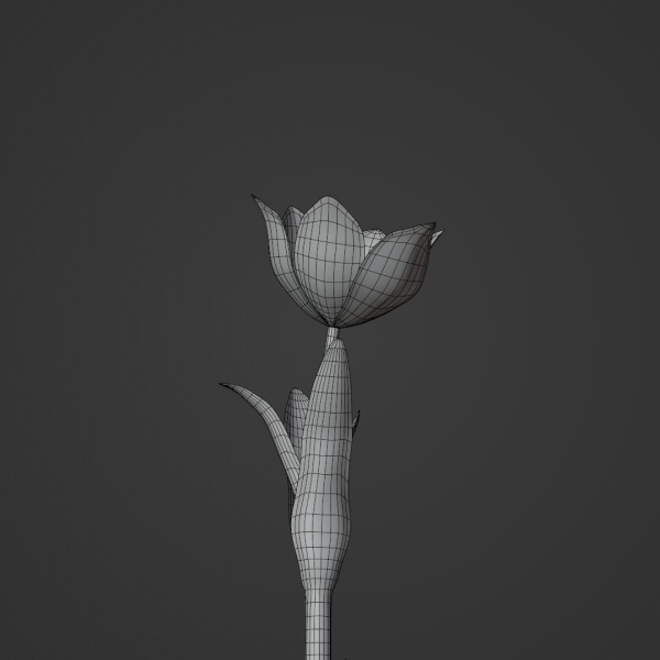 Tulipa Agenensis