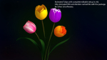 Tulips Flowers Animated