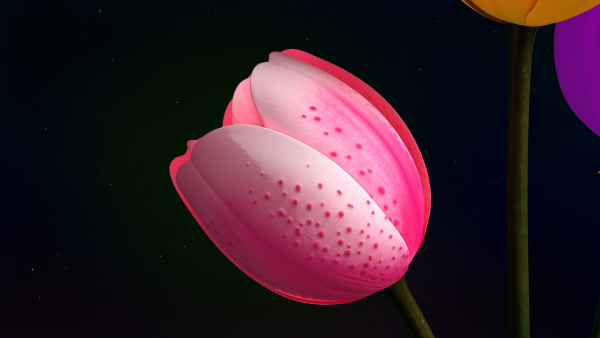 Tulips Flowers Animated