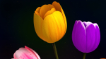 Tulips Flowers Animated
