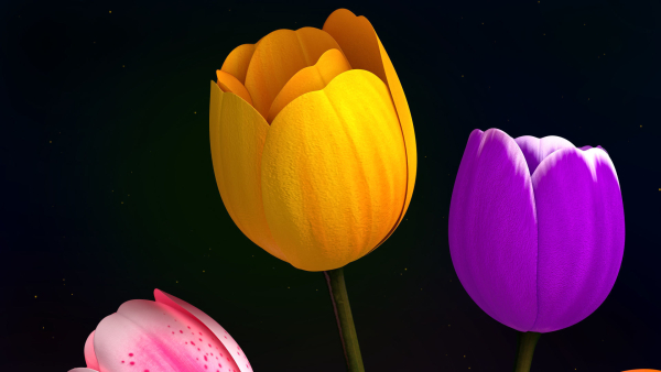 Tulips Flowers Animated