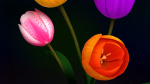 Tulips Flowers Animated