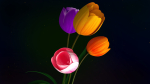 Tulips Flowers Animated