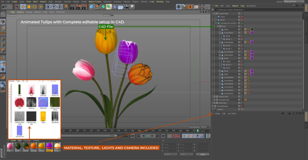 Tulips Flowers Animated