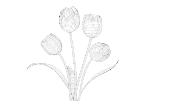 Tulips Flowers Animated