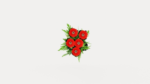 Turkenlouis Oriental Poppy