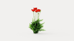 Turkenlouis Oriental Poppy