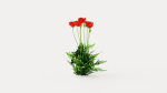 Turkenlouis Oriental Poppy