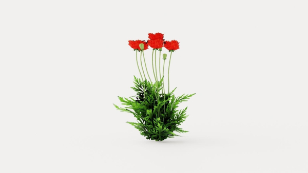 Turkenlouis Oriental Poppy